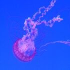 Ripley’s Aquarium