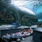 Ripley’s Aquarium