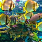 Ripley’s Aquarium