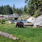 Grouse Mountain