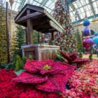 Bellagio Conservatory & Botanical Gardens