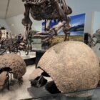 Royal Ontario Museum (ROM)