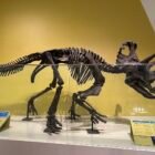 Royal Ontario Museum (ROM)