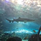 Ripley’s Aquarium